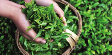 第十四屆中國（深圳）國際茶產(chǎn)業(yè)博覽會(huì)暨紫砂、陶瓷、紅木、茶具用品展